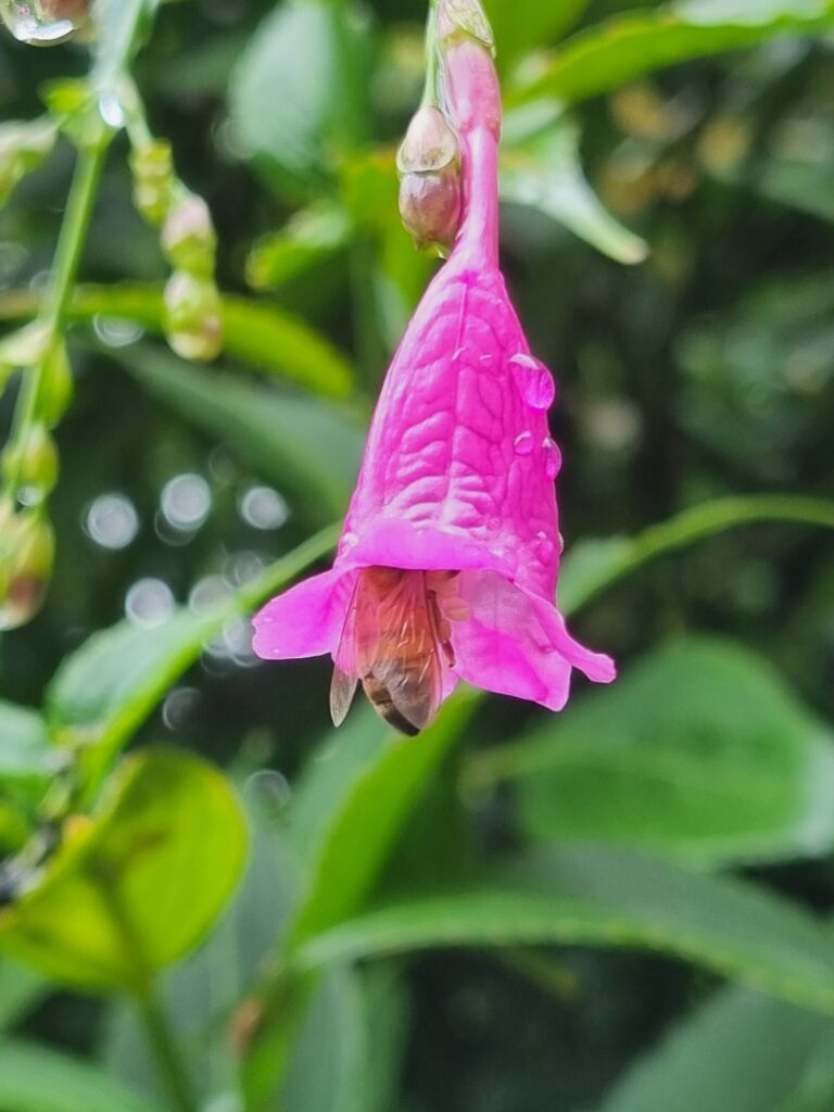 Honey Bee inside pink flower