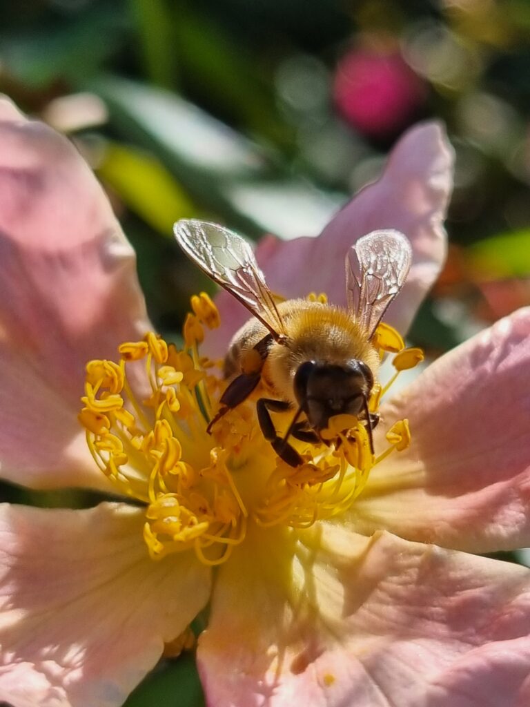 Honey Bee on pink flower