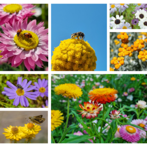 Native bees on the native Australian wildflower mix