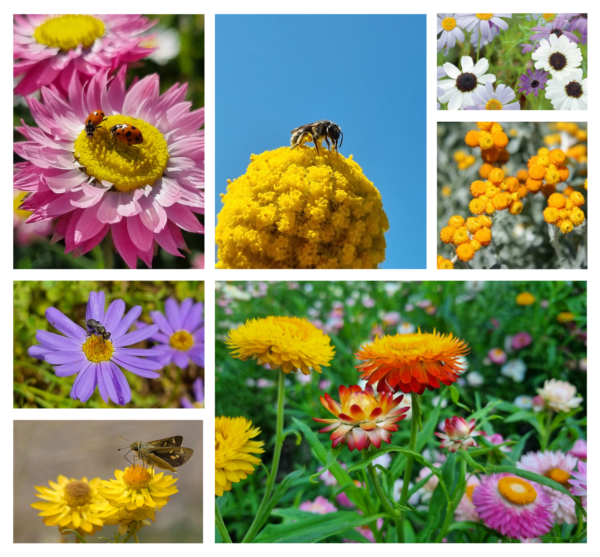 Native bees on the native Australian wildflower mix