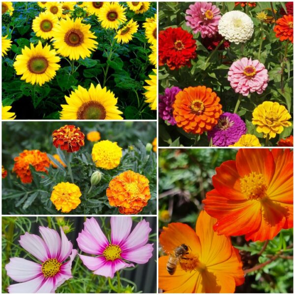 Beautiful flower seeds that are easy to grow and bee friendly.