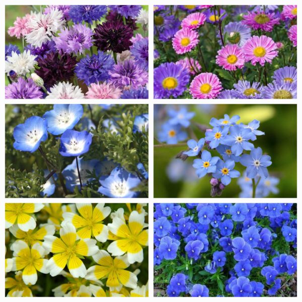 Mix of predominantly blue flowers