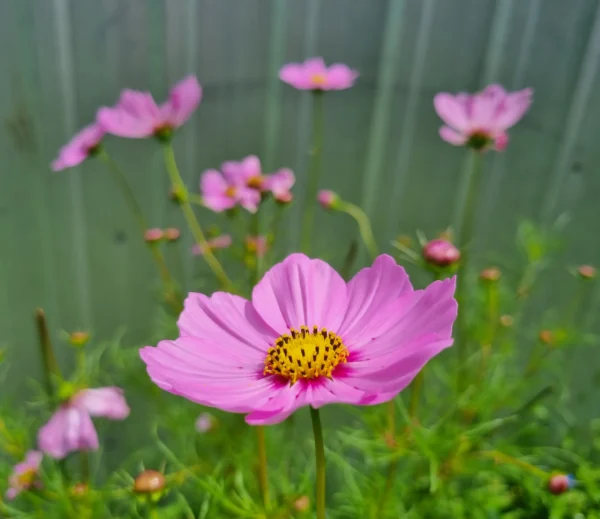 Pink Cosmos