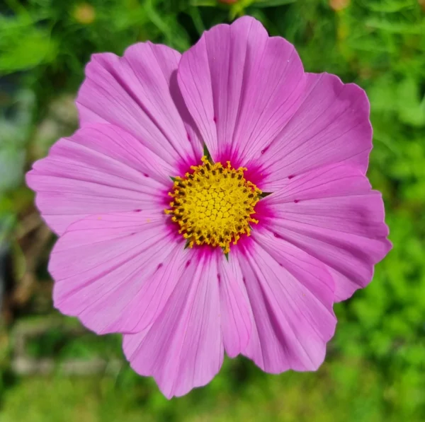 Breast Cancer Awareness - Pink Cosmos - Image 3