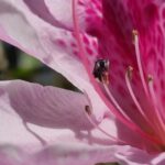 Native Stingless Bee in Pink Azalea