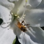 Honey Bee in White Azalea