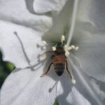 Honey Bee in White Azalea