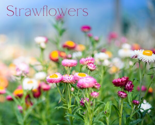 Field of strawflowers