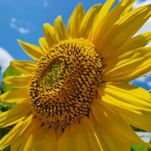 Giant Sunflower featuring Stingless Bee