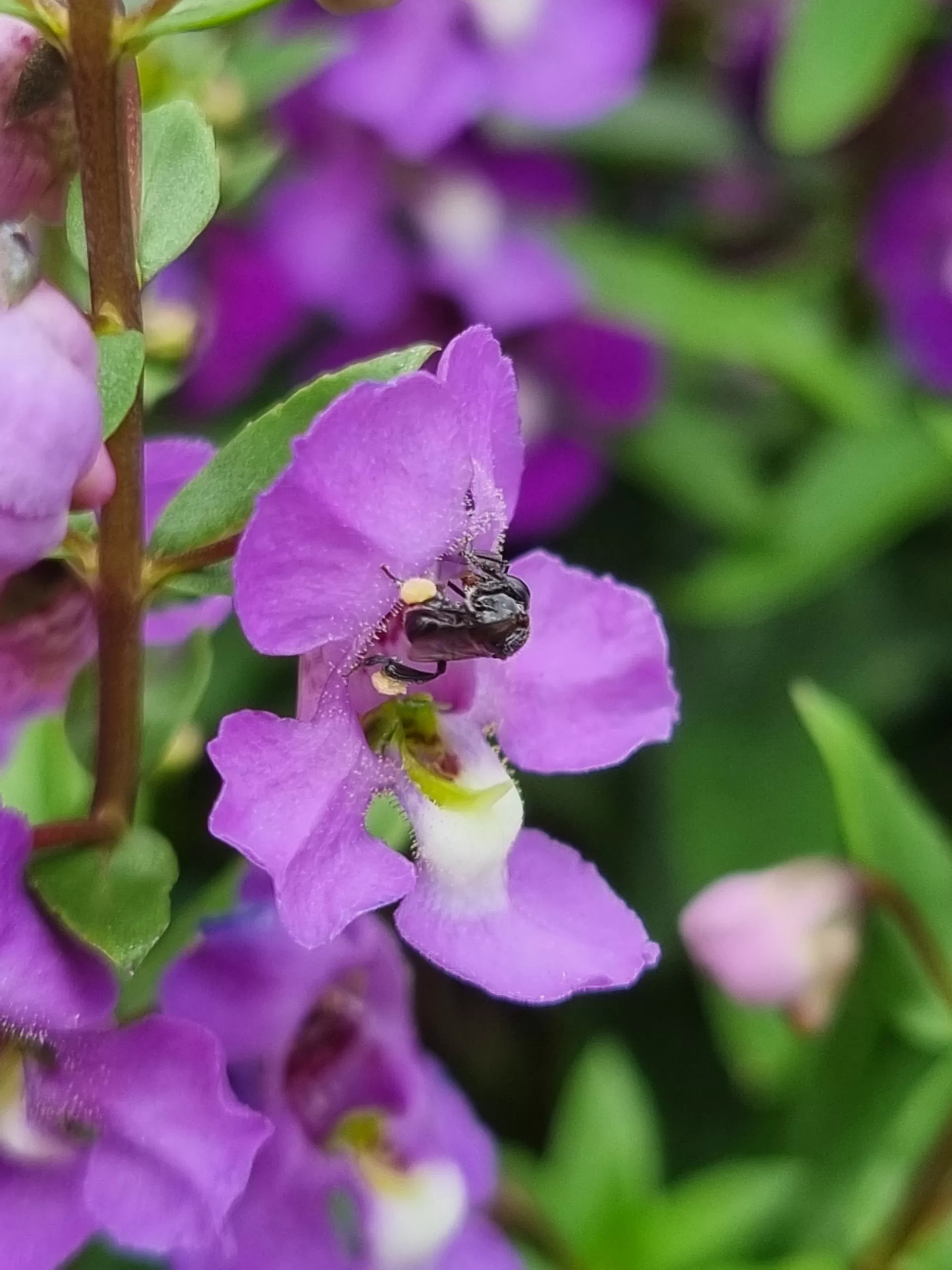 stingless bee on purple flowers