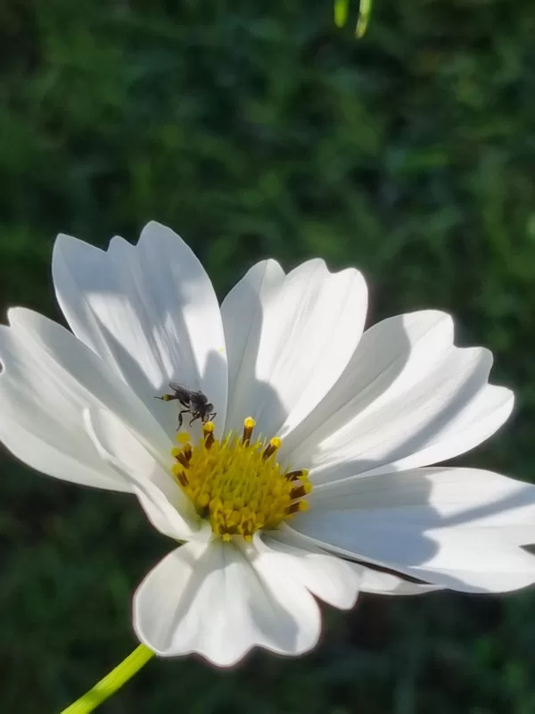 White Cosmos with Native Stingless Bee