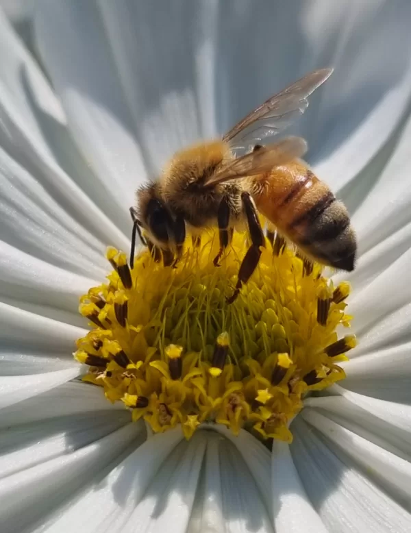 White Cosmos Honey Bee