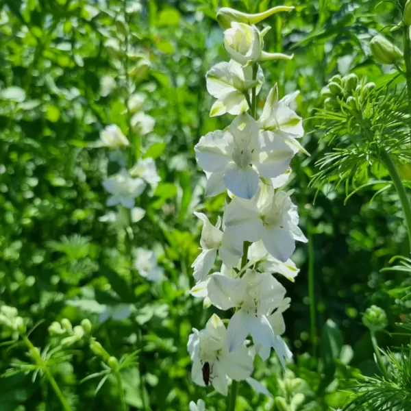 White Larkspur long white flower spikes