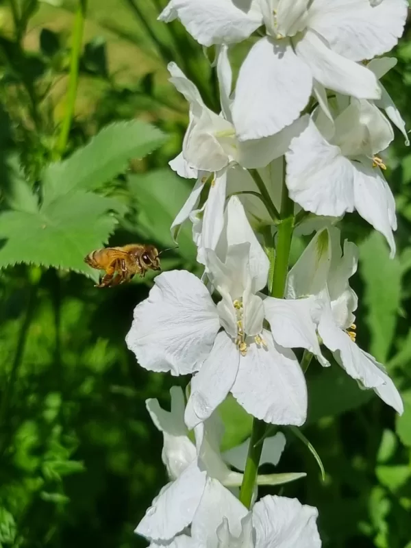 White Larkspur and Honey Bee