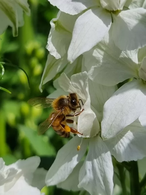White Larkspur and Honey Bee