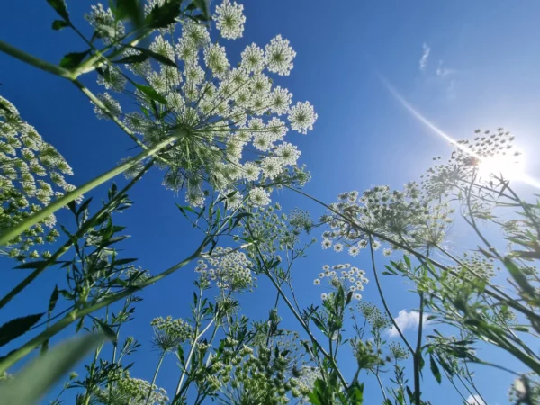 False Queen Anne's lace