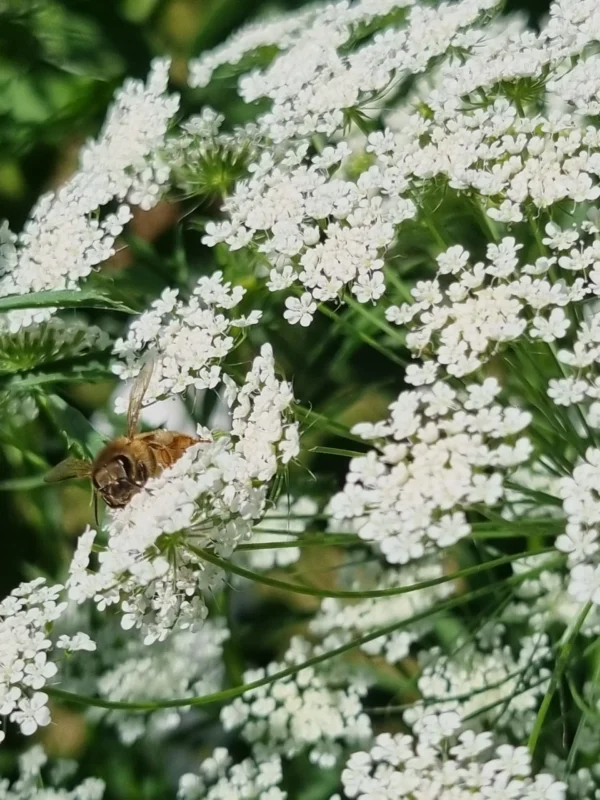 False Queen Anne's lace