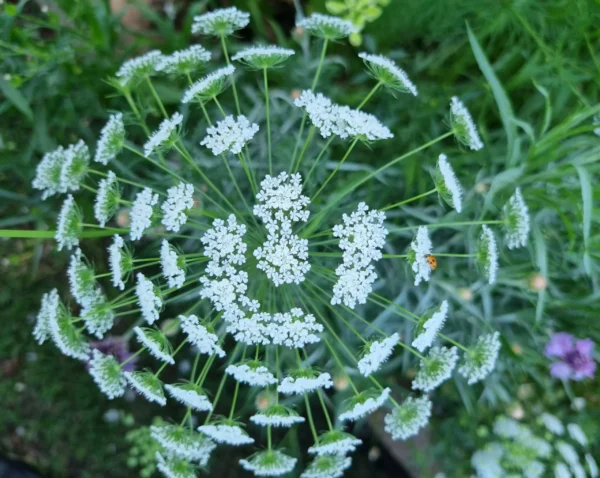 False Queen Anne's lace