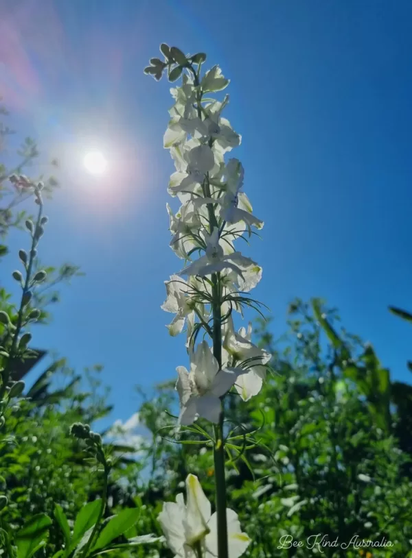 White Larkspur long white flower spikes