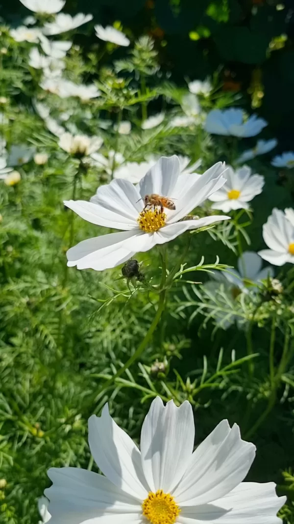 White cosmos with Bee and Butterfly