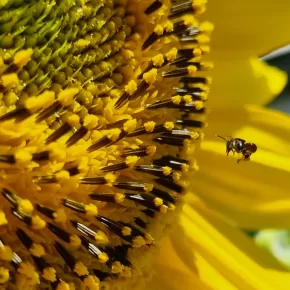 stingless bee and sunflower